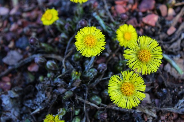 Formation herboristerie amateur : devenez expert en ligne !